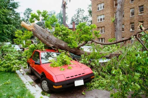 一棵倒下的树坐在一辆汽车的顶部